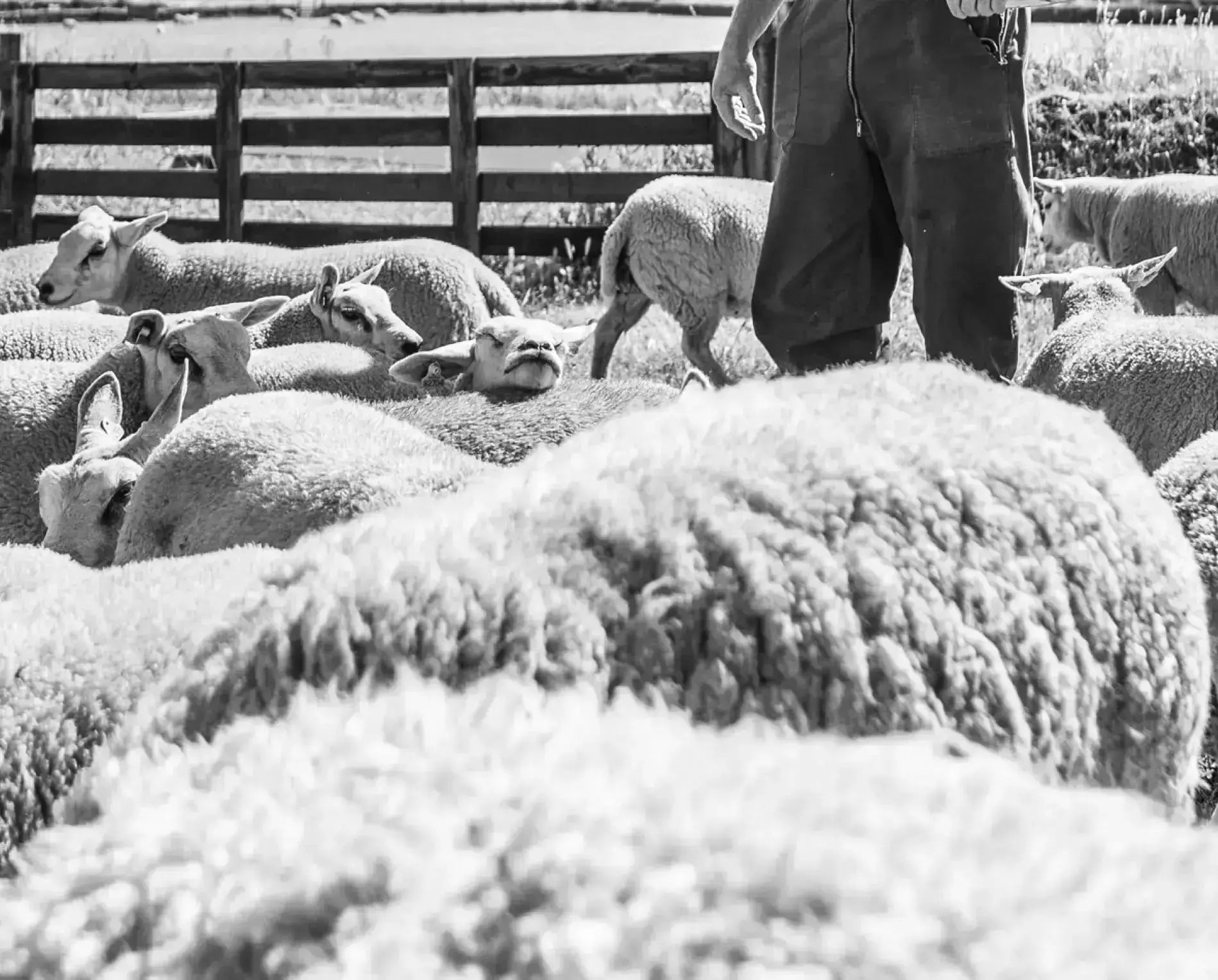 Our Mission WarmWool Sheep